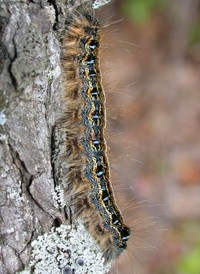 Eastern Lackey